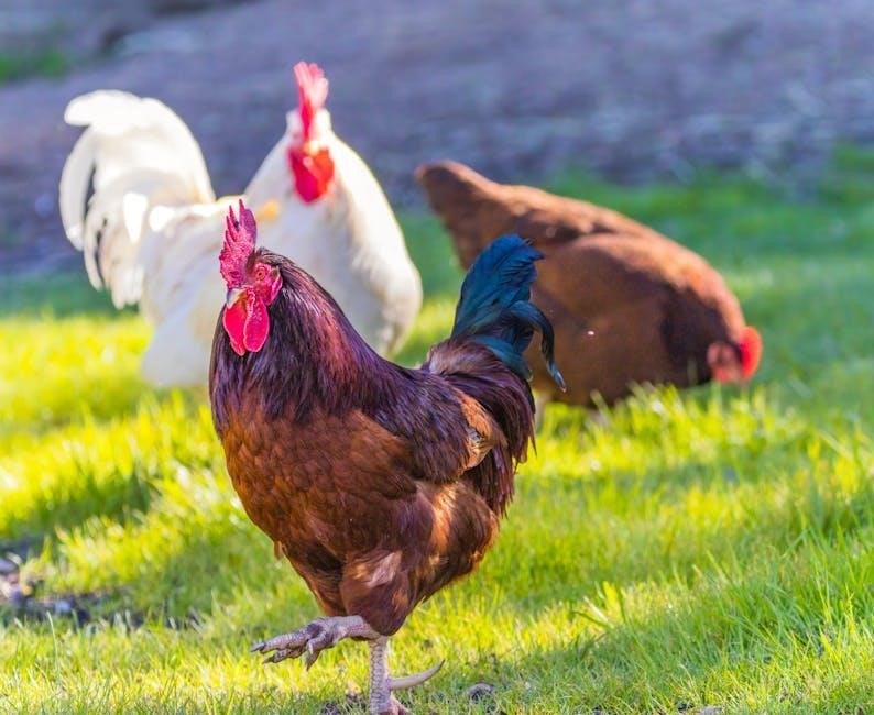 free chicken run plans pdf